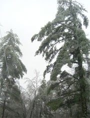 Trees Heavy in New England Ice Storm