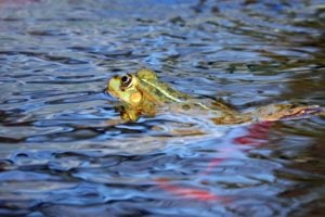 A Frog Swimming in Water