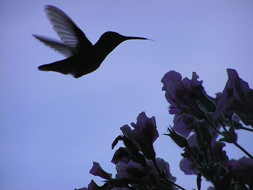 Google Hummingbird Update